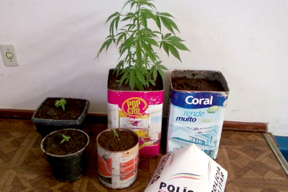 Droga apreendida era cultivada em vasos e latas de tinta / Foto: Divulgação PM