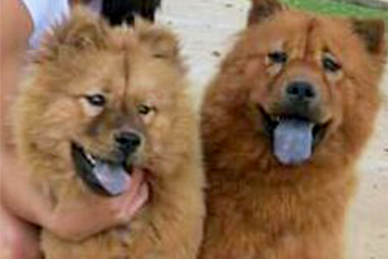 Duda e Bella, cadelas desaparecidas / foto: Divulgação