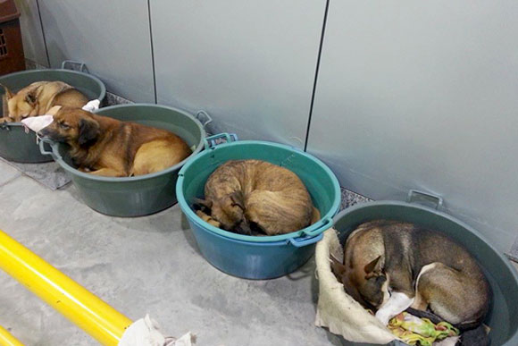 os cães dormem tranquilos nas bacias / Foto: Cinthia Cramer