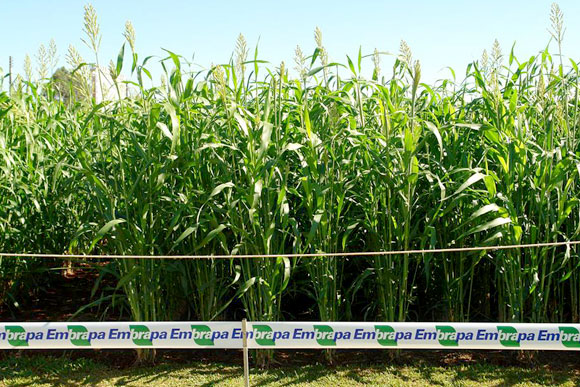 Congresso vai debater culturas de milho e sorgo / Foto ilustrativa: Divulgação 