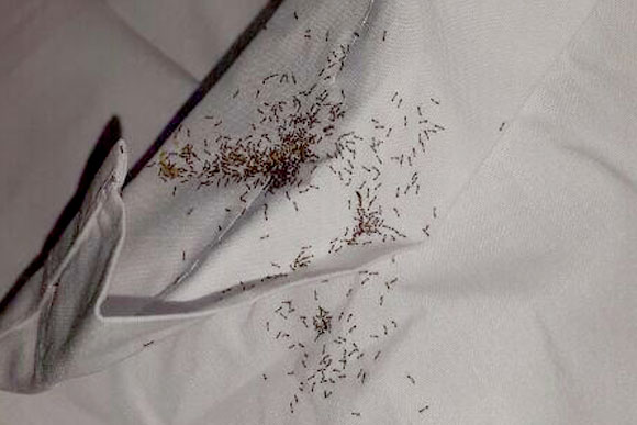 Jogador registrou várias formigas no lençol da cama / Foto: Reprodução Twitter