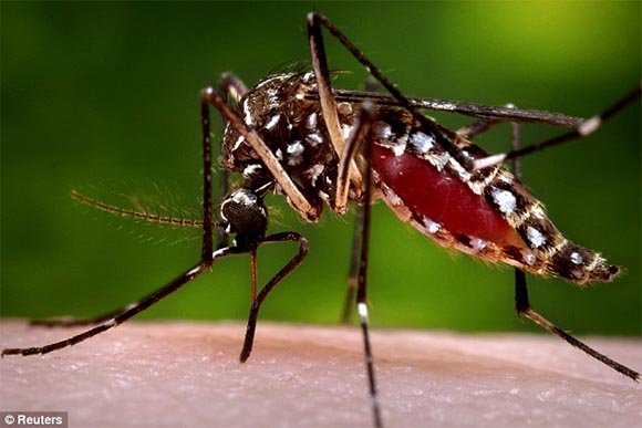 Mosquito transmissor da dengue e chikungunya / Foto: Google