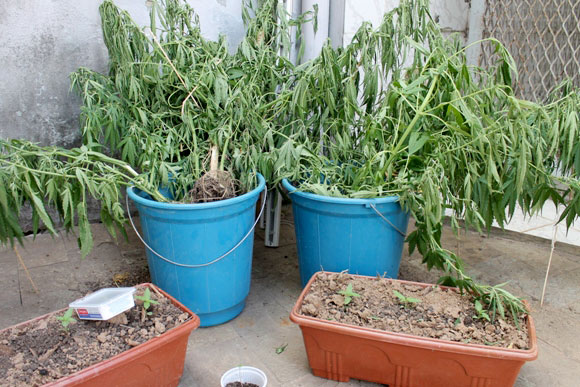Droga foi encontrada em baldes e vasos de plantas / Foto: Divulgação