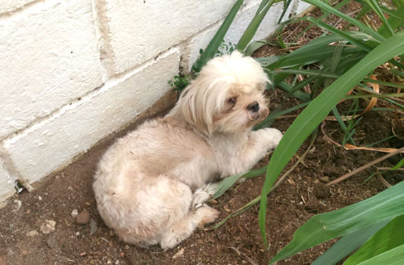 Cachorrinho poodle que foi encontrado no bairro São José / Foto: enviada pelo whatsapp