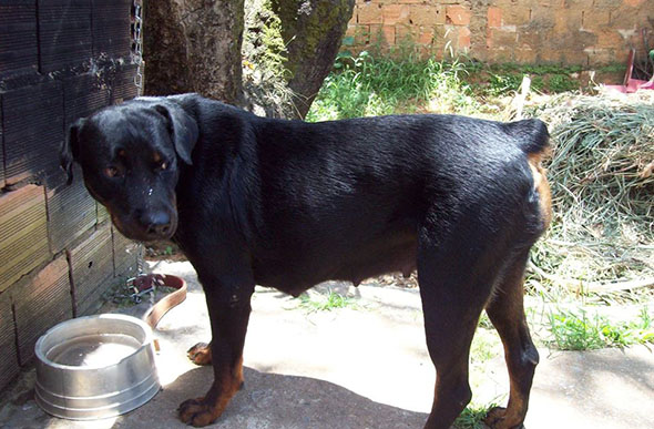 Tucha é o nome da cadela que sumiu no Bairro Itapoã / Foto: Arquivo pessoal