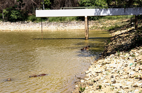 Família da capivaras nada tranquila na água rasa da lagoa do parque / Foto: Alan Junio