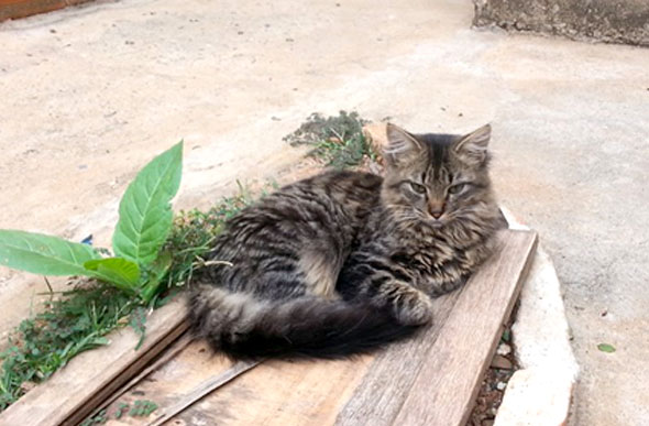 Gato para adoção / Foto: Reprodução ONG Anjos da Guarda 