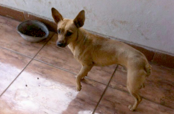 Este é Zico, o cachorro desaparecido/Foto: Arquivo Pessoal