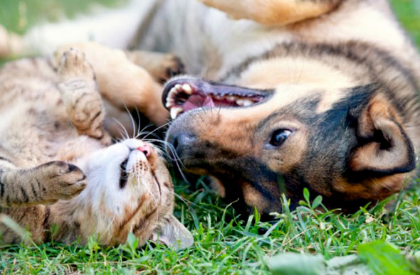 Cães e gatos a partir de três meses de vida devem ser vacinados/Foto:bolsademulher.com.br