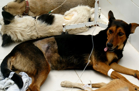 Castração de cachorro / Foto: ospaparazzi.com.br