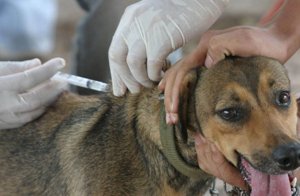 Cães e gatos a partir de três meses de idade devem ser vacinados/ Foto: camundonga/mg