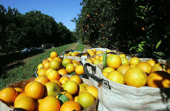 O Brasil é o maior produtor de laranja do mundo / Foto: acrissul.com.br