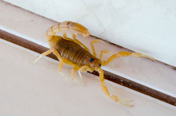A maioria dos acidentes envolvem escorpiões / Foto: focadoemvoce.com