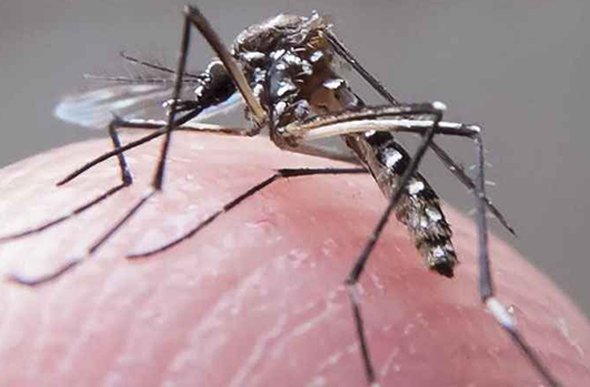 Óbitos por dengue foram registrados em 30 cidades mineiras/ Foto: divulgação