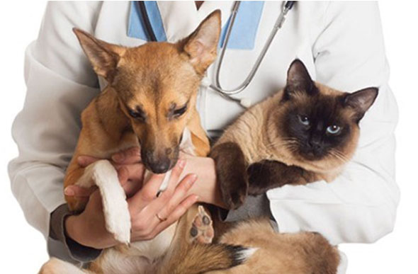 Procedimento pode ser feito em cães, gatos (fêmeas e machos) e coelhos machos a baixo custo / Foto: Teresina FM