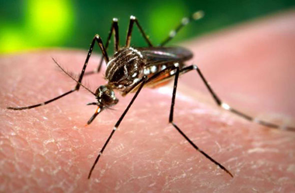 O objetivo da união dos cientistas é combater o avanço do vírus Zika no mundo todo / Foto: noticias.adventistas.org
