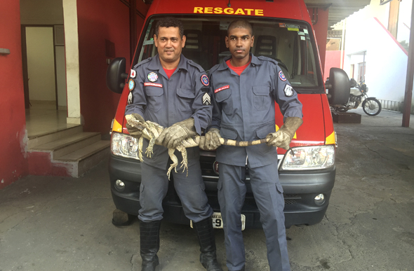 Corpo de Bombeiros faz captura de animal silvestre no Interlagos II/ Foto: divulgação