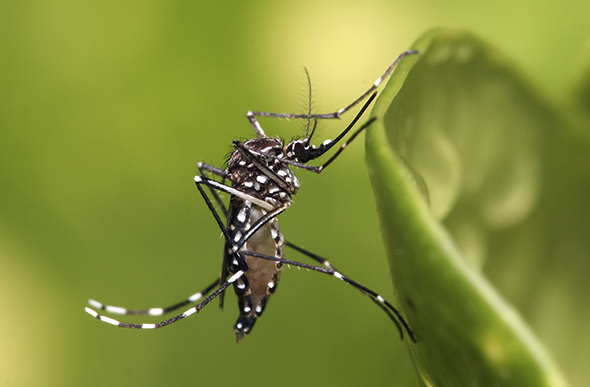 O zika vírus, assim como a dengue e a febre chikungunya são transmitidos pelo  Aedes aegypti/ Foto: reprodução
