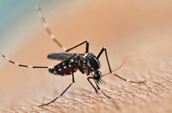 Mosquito Aedes aegypti/ Foto: cpt.com.br
