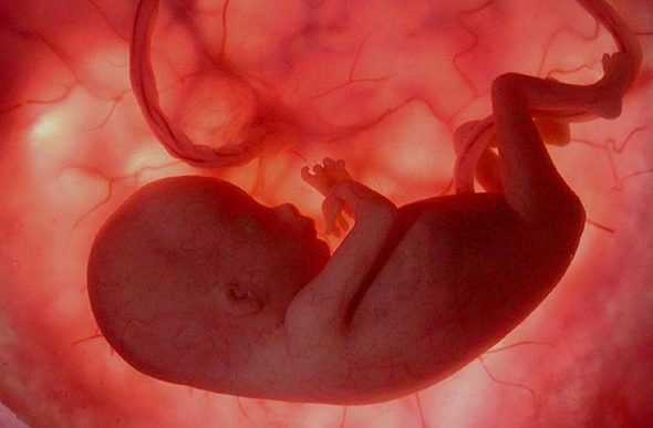 Psicanalista afirma que mesmo antes de nascer, o bebê já possui vida afetiva/ Foto: reprodução