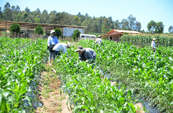 A agricultura pulou de 5.694 vagas em abril deste ano para 21.350 postos ofertados em maio / Foto: agenciaminas.com.br