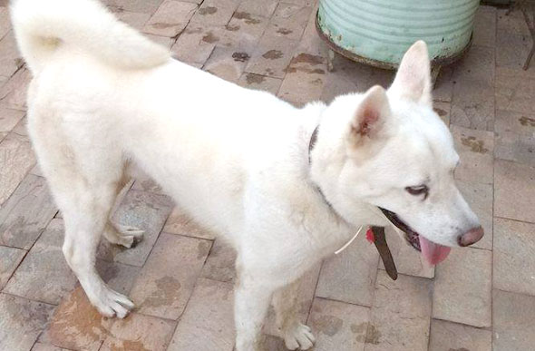 Cachorro Yuki desaparecido / Foto: arquivo pessoal