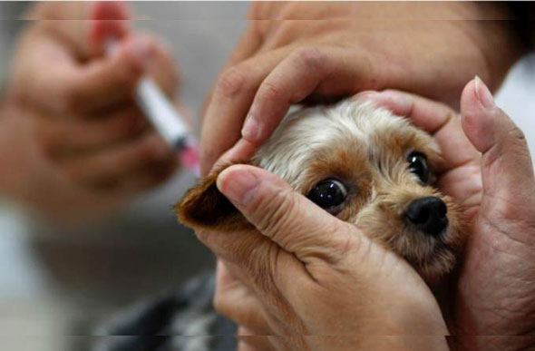 Cães e gatos devem ser imunizados contra a raiva / Foto: tudosobreseupet.com.br
