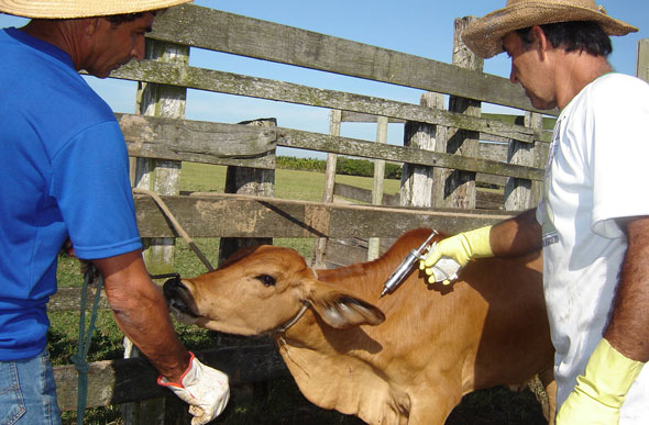 Imunização de bovinos e bubalinos é obrigatória em todo o território mineiro / Foto: Portal Brasil
