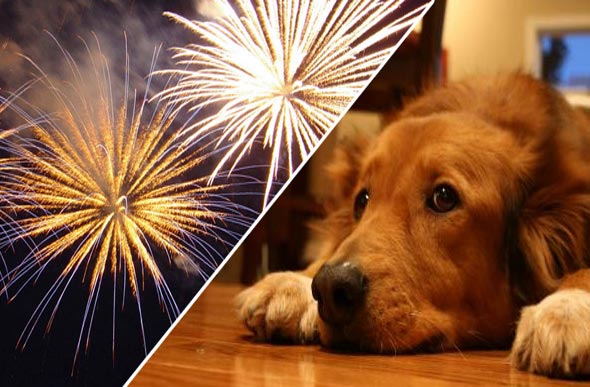 dicas de como proteger seu cão de fogos de artifício/ Foto: guiaveterinaria.com.br