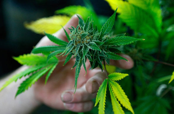 Cannabis passou a fazer parte da Lista Completa das Denominações Comuns Brasileiras (DCB) / Foto: Reuters