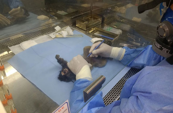 Exame foi realizado no corpo do macaco para identificar possível contaminação de febre amarela; Suspeitas foram descartadas / Foto ilustrativa: Reprodução/ Jefferson Leite