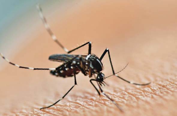 Agentes de Saúde tentam conter proliferação do Aedes Aegypti/ Foto: divulgação