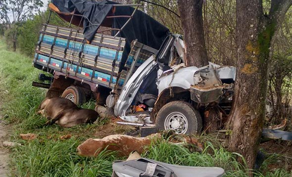 Grave acidente deixa dois feridos e animais mortos - Foto: Leitor Whatsapp