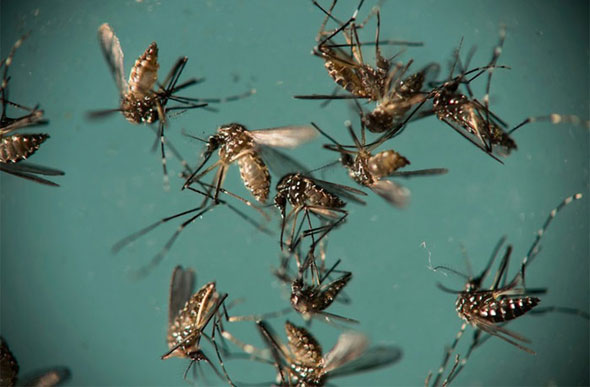 Mosquito Aedes aegypti é responsável pela transmissão de dengue, zika e chikungunya / Foto: Felipe Dana/Arquivo/AP Photo