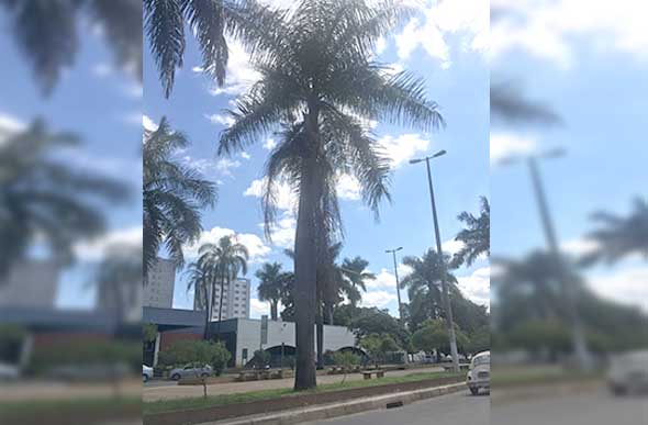 Galhos de palmeiras ameaçam cair perto da rodoviária de Sete Lagoas/ Foto: Via WhatsApp