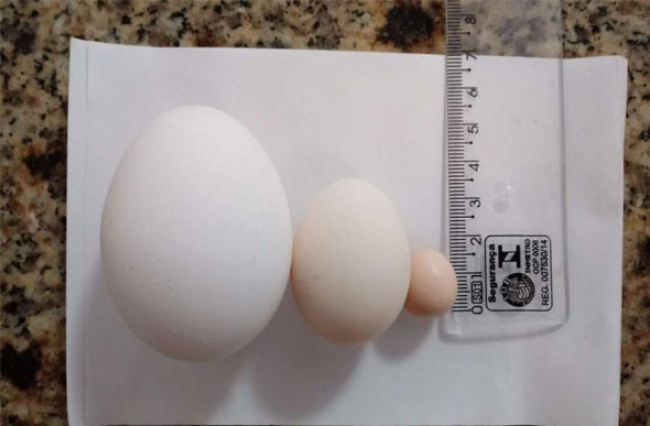 Foto: Juliana Maria Freitas/ Divulgação/ Galinha botou ovo de apenas 1,5 centímetro