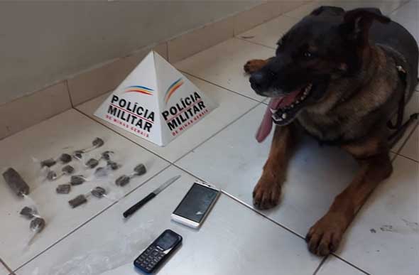 Cadela Yoná participou de duas ações policiais nessa terça-feira (11)/ Foto: 19ª RPM