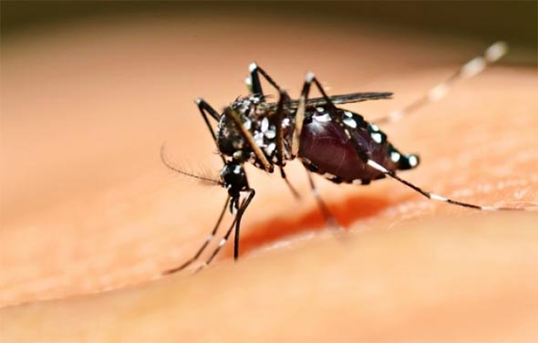 Mosquito Aedes Aegypti transmissor da Febre Amarela e outras doenças - Foto: www.portugalresident.com