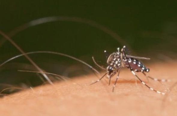 Mosquito transmissor da febre amarela / Foto: UOL Notícias 
