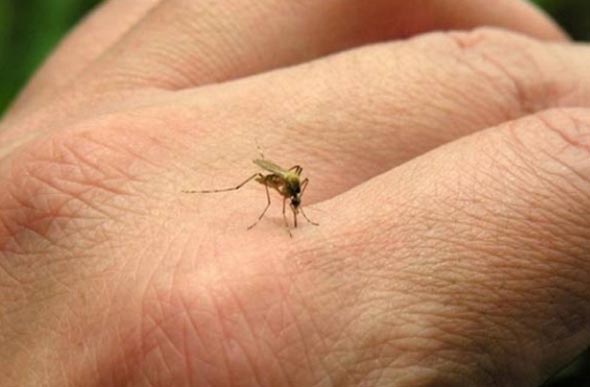 Mosquito transmissor da Febre Amarela / Foto: www2.ovale.com.br