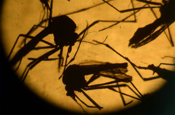 Dengue, chikungunya e zika são transmitidas pelo Aedes aegypti