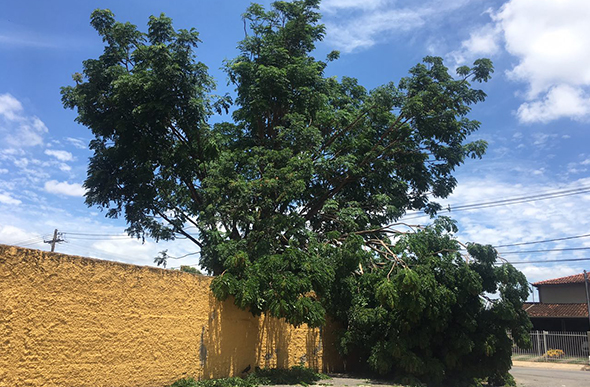 Parte de árvore cai em cima do muro da Escola Estadual Professor Cândido Azeredo/ Foto: Reprodução Via WhatsApp