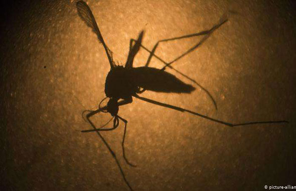 Brasil teve 8.680 diagnósticos de zika em 2018. Mosquito Aedes aegypti é um dos transmissores do vírus Foto: DW / Deutsche Welle