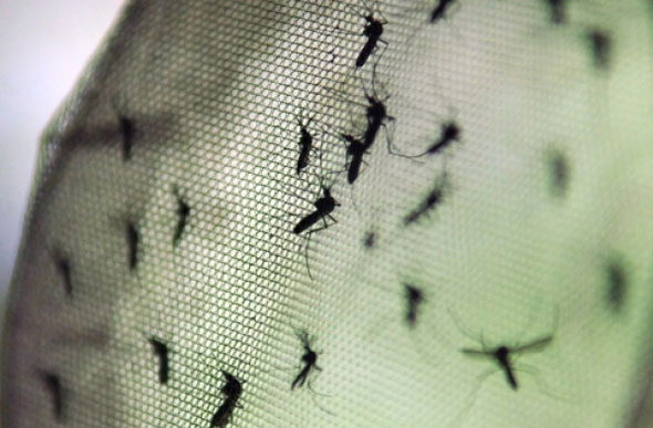 Foto: Fabio Rodrigues Pozzebom/ABr / Minas já registra 1.571 casos prováveis da dengue em 2019