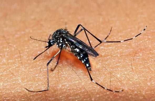 Verão é a época do ano mais propícia para a circulação do Aedes aegypti, lembra Secretaria de Saúde — Foto: Divulgação/Secretaria de Saúde