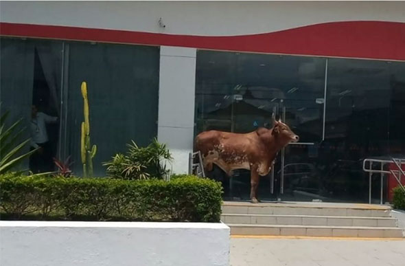 Boi 'bloqueou' entrada de agência bancária em Gravatá — Foto: Pernambuco Notícias/Divulgação