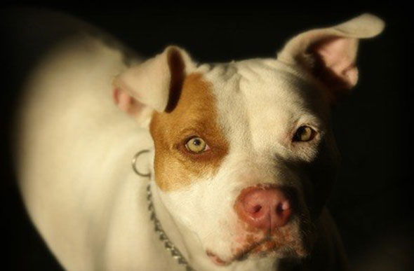 Dono influencia comportamento do cão, diz veterinário Reprodução / Pixabay