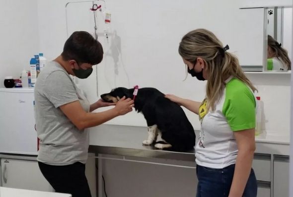 Animal recebeu atendimento em uma clínica veterinária — Foto: Paula Alves/ Inter TV