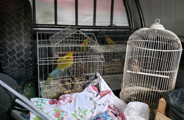 Dentro da caminhonete estavam as gaiolas com os animais — Foto: Guarda Municipal de BH/Divulgação