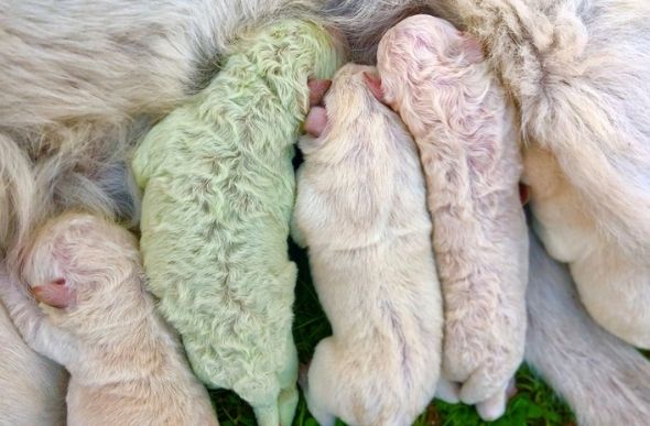 Foto mostra filhote com pelo verde em meio a 'irmãozinhos' brancos. — Foto: Cristian Mallocci/Handout